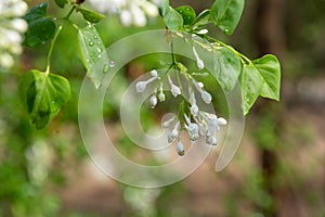 ä¸­å›½å…¬å›­ä¸é¦™èŠ± Lilac flowers in Chinese parks